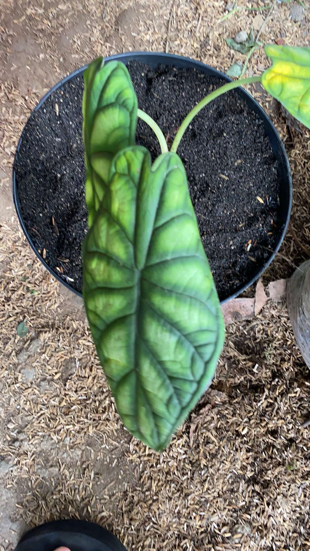 Alocasia Dragon Scale (keladi Tengkorak Hijau) Dewasa