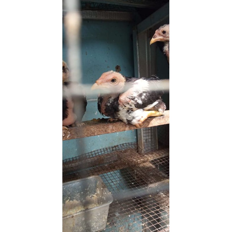 Anak Ayam Bangkok/ Tarung