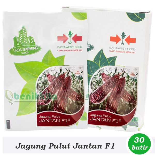 Benih-Bibit Jagung Pulut Ungu Jantan F1 (Cap Panah Merah)