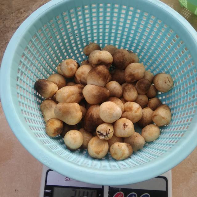 

Jamur merang