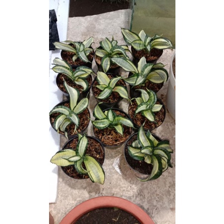 sansevieria golden wendys