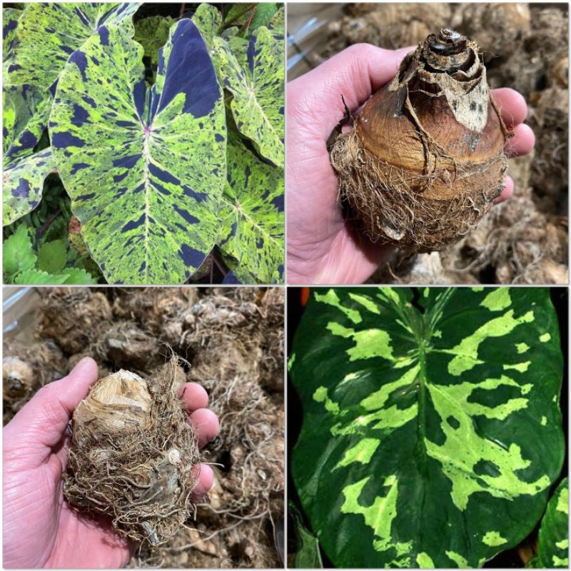 paket 2 Bibit tanaman hias Colocasia | bibit umbi Colocasia Mojito dan army