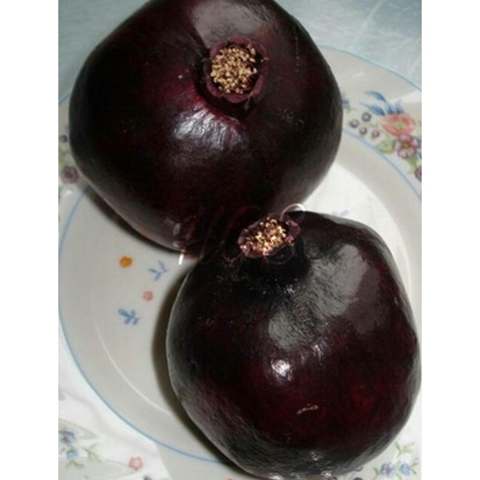 READY TANAMAN BIBIT BUAH BUAH DELIMA MERAH / DELIMA HITAM / DELIMA PUTIH
