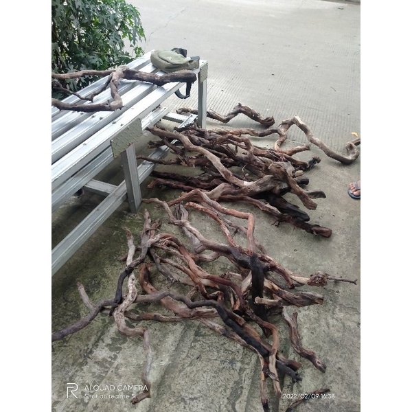 akar kayu santigi ukuran M