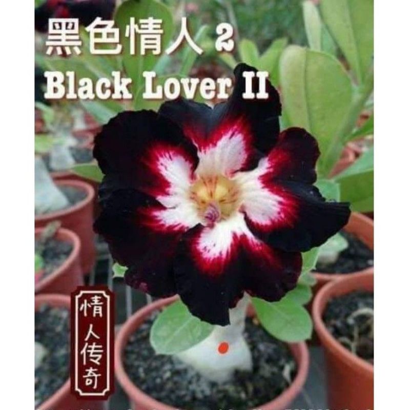 TANAMAN HIAS ADENIUM KAMBOJA JEPANG BUNGA TUMPUK//BLACK LOVER