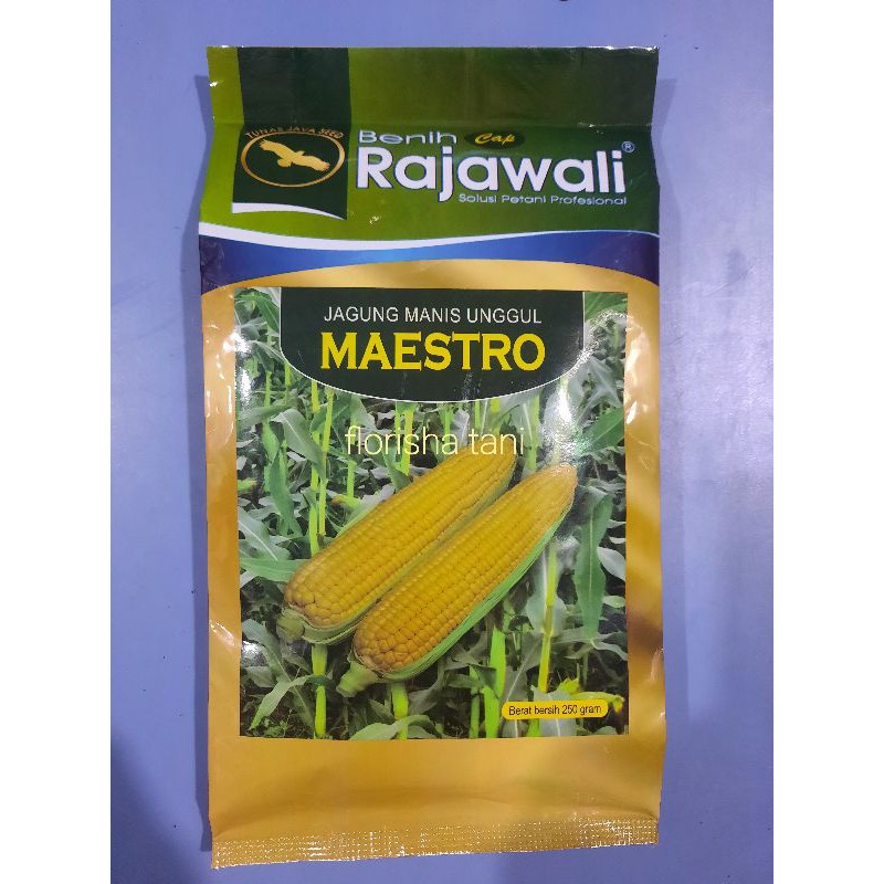 Benih jagung manis unggul  MAESTRO  Cap Rajawali  250 gram