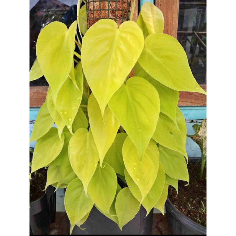 sirih gading lemon lime - tanaman hias sirih gading lemon  love