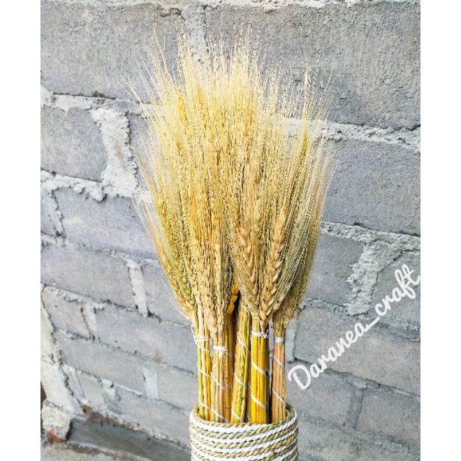 DRIED FLOWER GANDUM / BUNGA GANDUM KERING