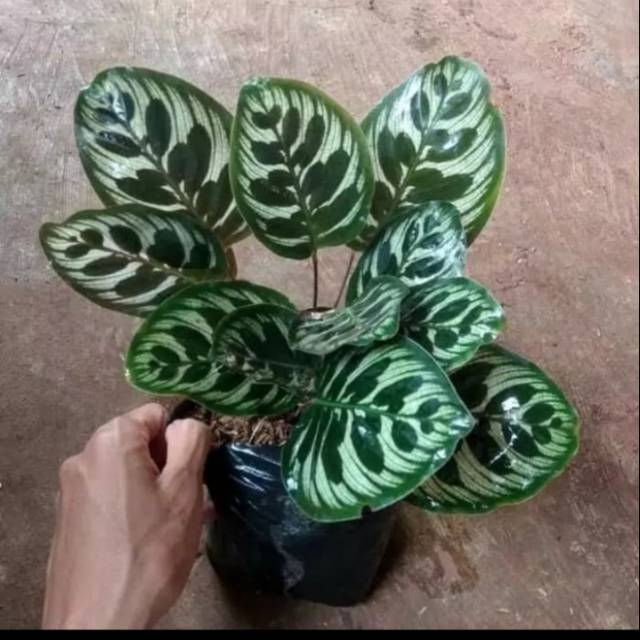 Tanaman hias Calathea Makoyana - Calathea Makoyana