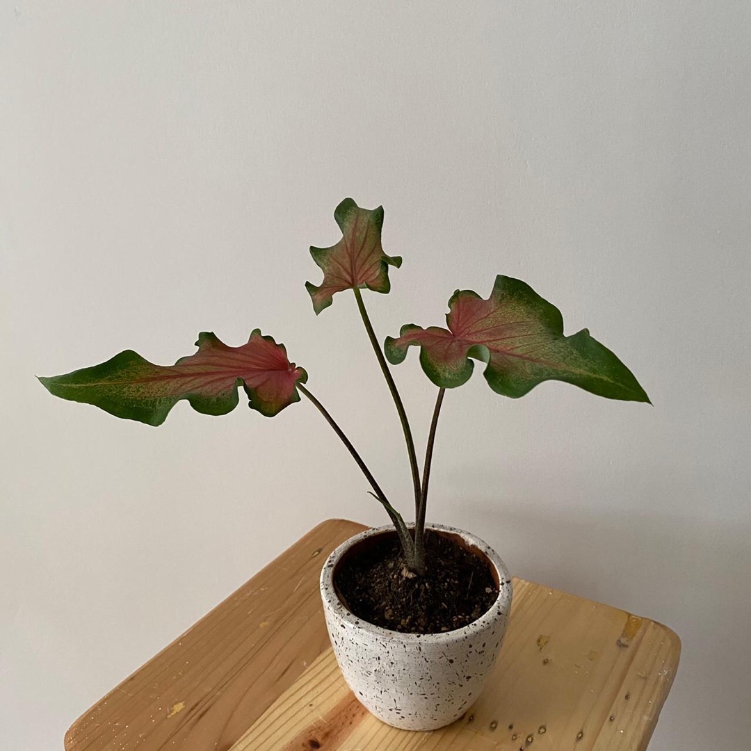 Pot Putih Corak, Pot Hitam Corak, Pot Motif, Pot Bintik, Pot Putih Dan Hitam, Pot Gerabah