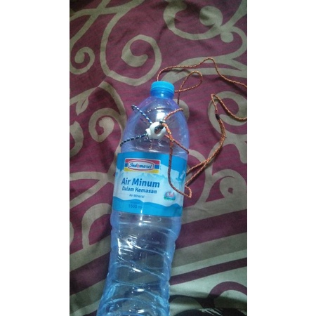 harnes musang remaja