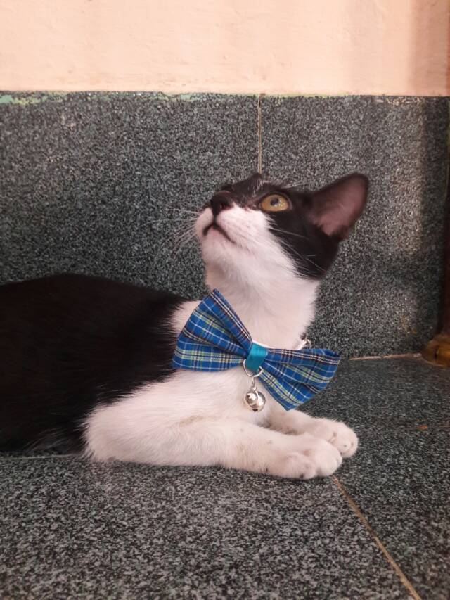 Dasi kucing lucu / dasi kupu-kupu / bowtie kucing / aksesoris kucing / baju kucing