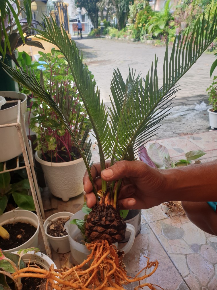 Tanaman Hias Palem Sikas-bibit Tanaman Sikas