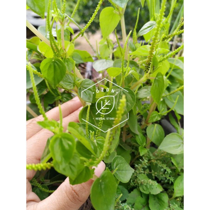 

Daun Sirih Cina Ketumpang Air Suruhan Segar Kemasan 500gr
