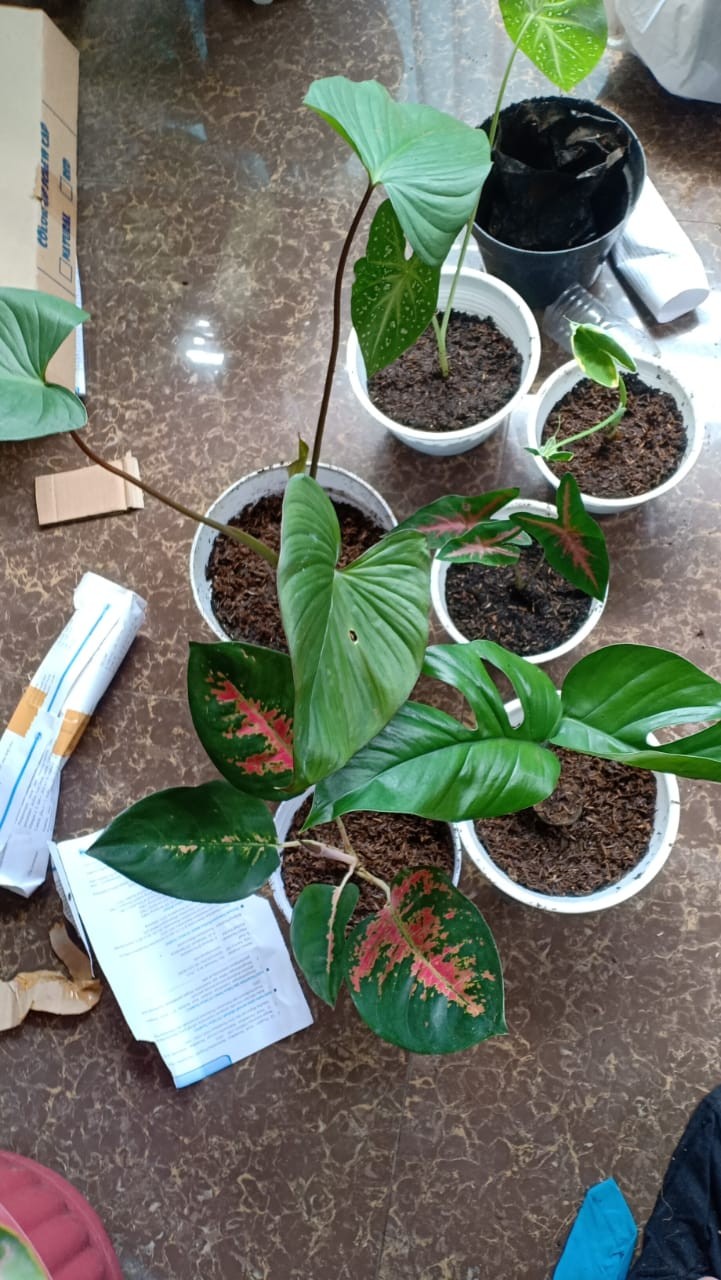 Tanaman Hias Keladi Kantong Semar