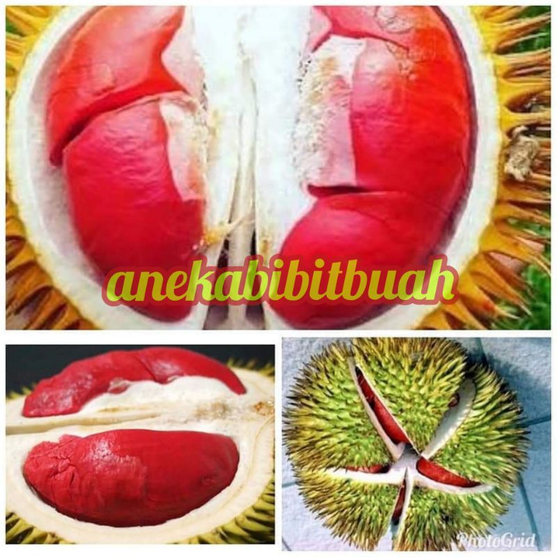 BIBIT DURIAN MERAH KAKI 3 SUPER UNGGUL