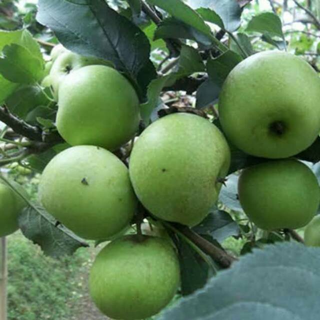 TANAMAN BUAH APEL MANALAGI MANIS bibit apel manalagi bibit apel malang bibit apel hijau