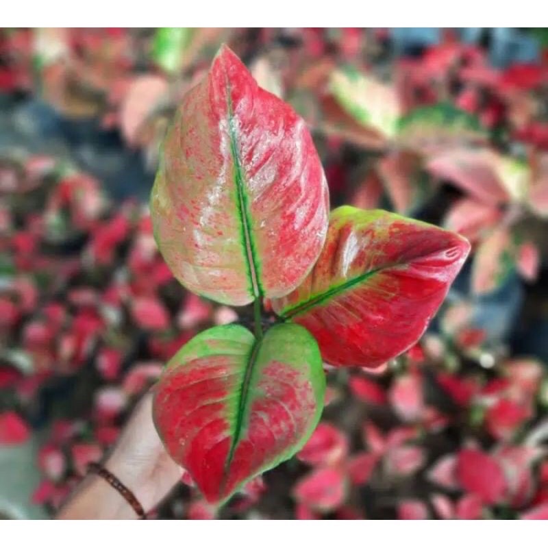 Aglonema Ayunindi 2-4 daun remaja