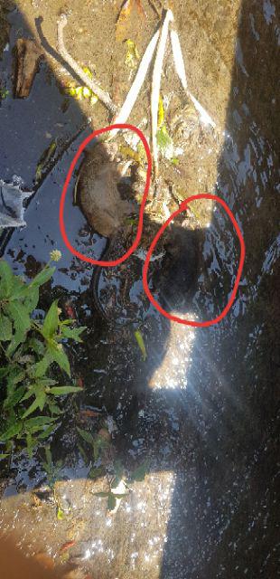 Pengusir Tikus Ramtus Alat Umpan Tikus Berupa Racun Ampuh Efektif Asli