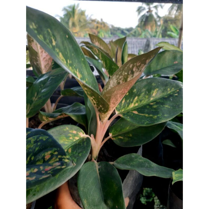 Aglonema Kochin Tembaga