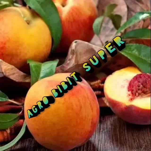 Bibit Buah Persik Super Original