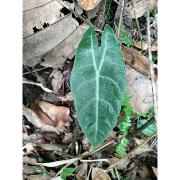 alocasia longiloba silver