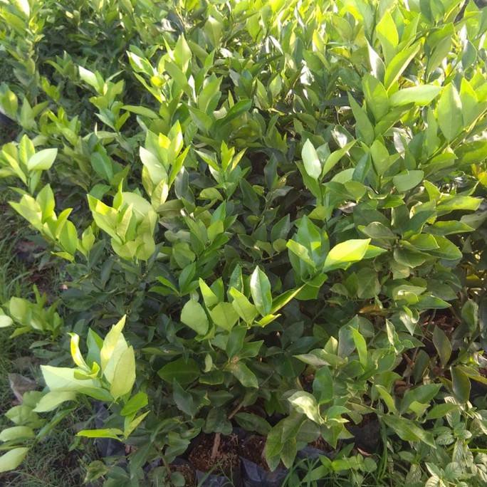 Bibit Jeruk California Bibit Jeruk Nipis California Original Flora Oflor33 Berkualitas