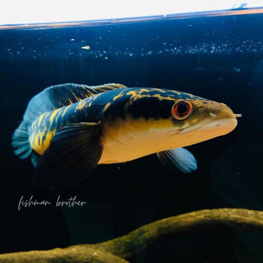 channa maru yellow sentarum 30cm up