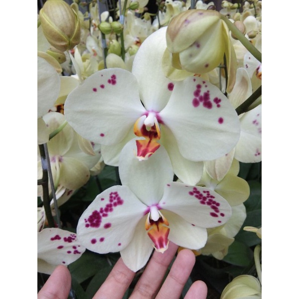 Tanaman Anggrek Bulan Koleksi Putih Kehijauan Totol Sudah Berbunga