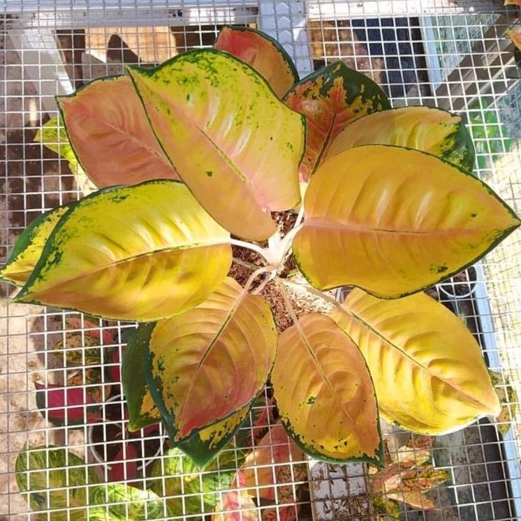 L-&amp;-B Aglonema Sultan brunei remaja - tanaman hias hidup - bunga hidup - bunga aglonema - aglaonema merah - aglonema merah - aglonema murah - aglaonema murah Getpromo