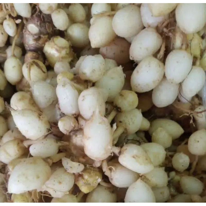 

KUNYIT PUTIH SEGAR PER KG