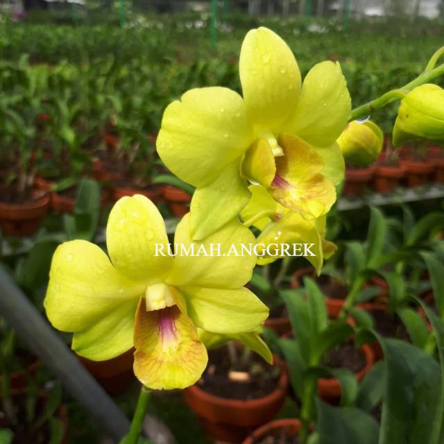 Anggrek Dendrobium Tongchae Gold X Thailand White - Tanaman Hias Hidup - Bunga hidup - Bunga hias