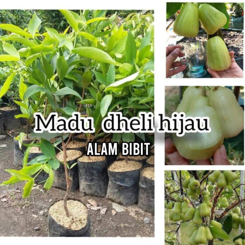 BIBIT TANAMAN JAMBU MADU DELI TERMANIS (COCOK DI TANAM POT)