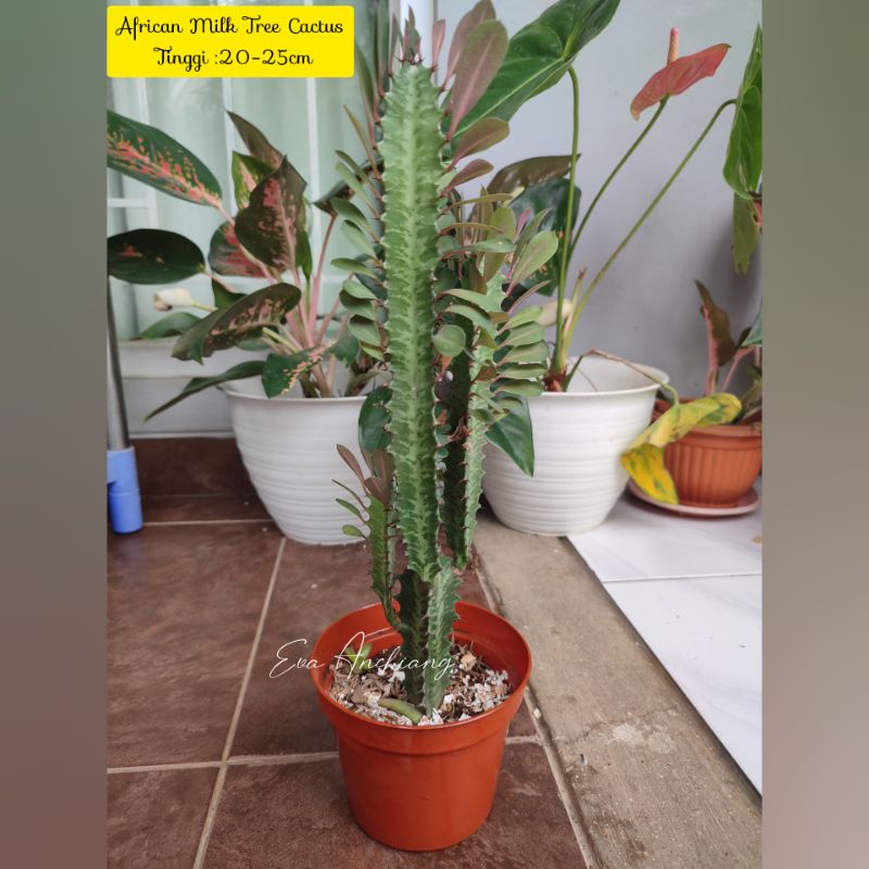 African Milk tree Cactus/Kaktus African Milk tree/euphorbia trigona