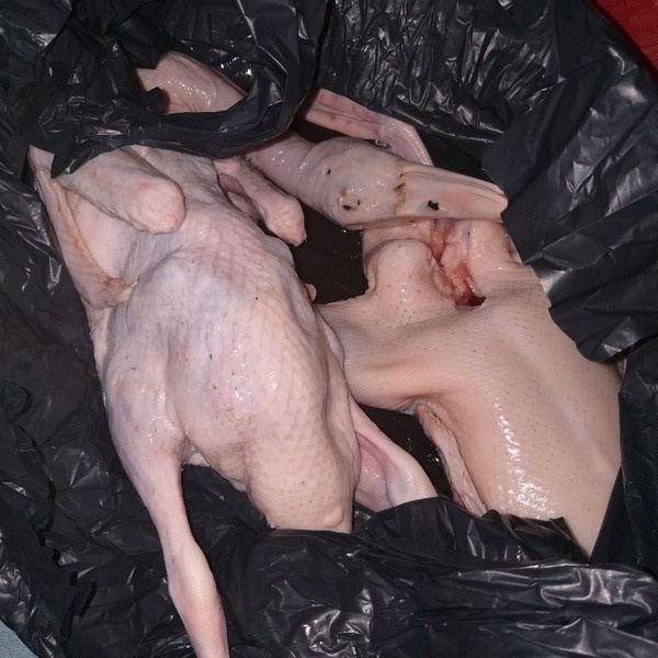 

daging bebek murah sekali bobot 1,1