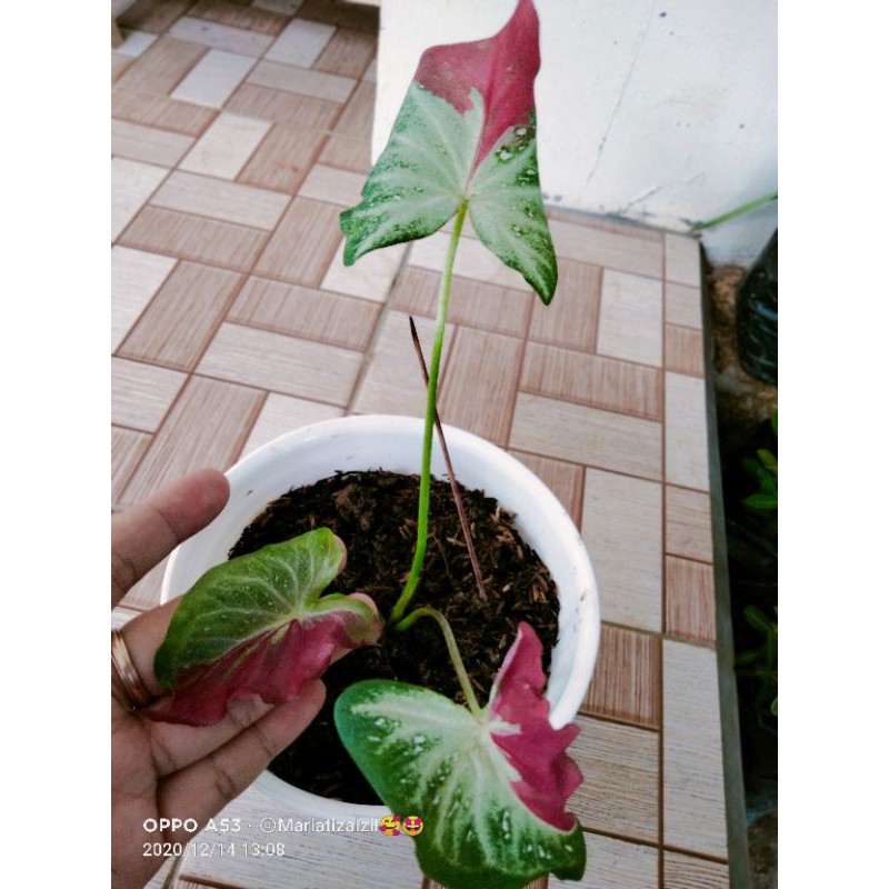 caladium shycool
