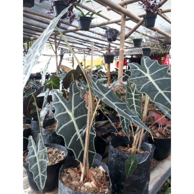 Tanaman Hias Keladi Amazon || Tanaman Hias Caladium Amazon || Keladi Tengkorak Lokal