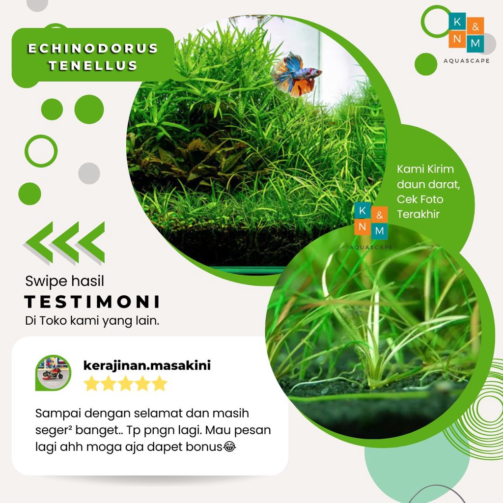 Tanaman Karpet Carpet Tenellus Tenelus Aquascape Aquarium Akuarium Tanpa Low Co2 Chana Cana Chana