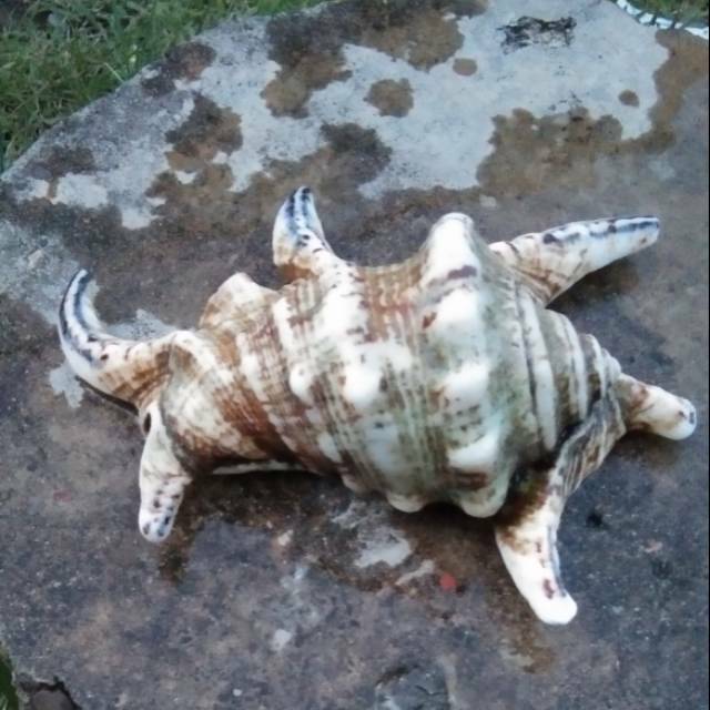 

Kerang laut alami buat hiasan