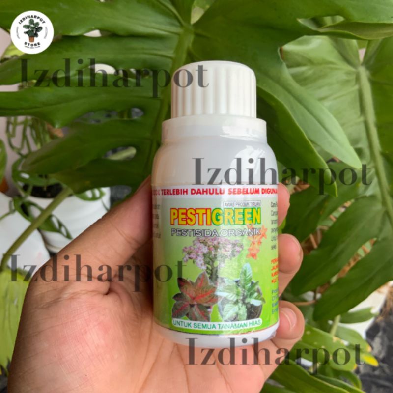 pestisida organik PESTIGREEN 100 ML - pembasmi hama kutu putih daun