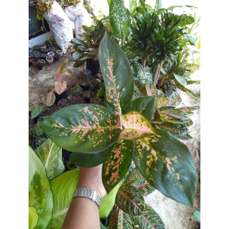 aglonema kochin tembaga