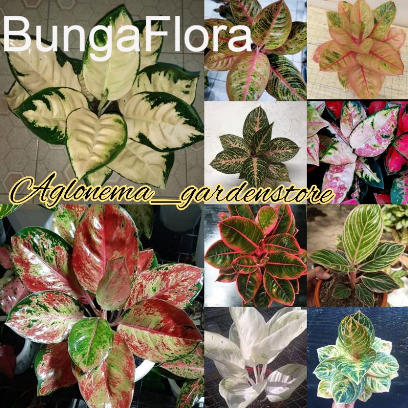 10 jenis  bibit bonggol aglonema jenis