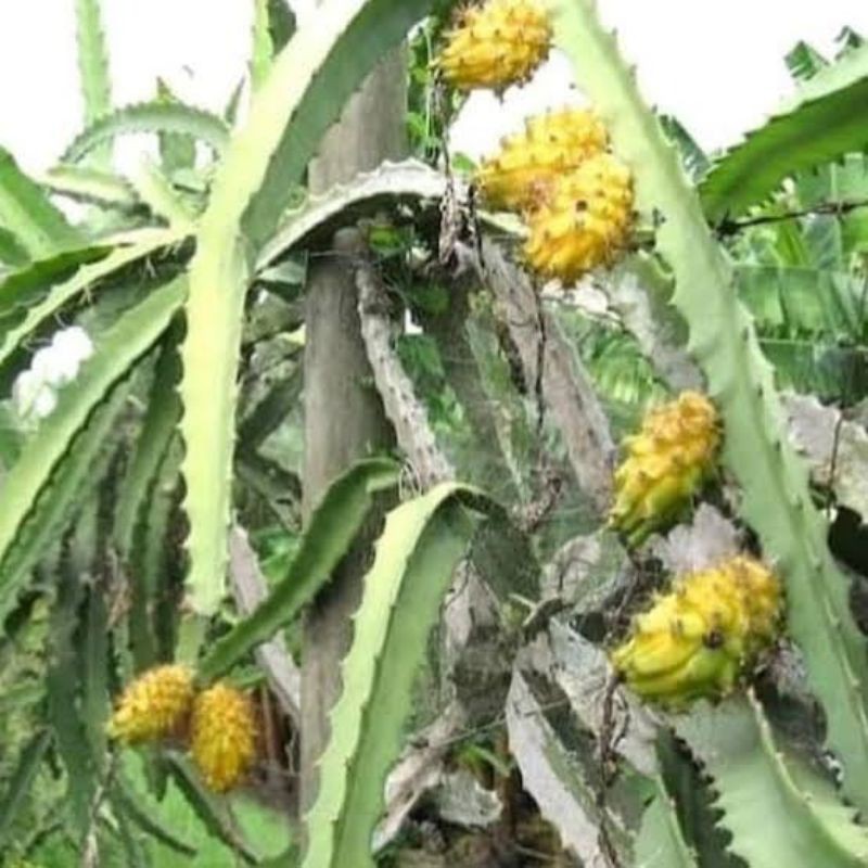 tanaman buah naga kuning/ pohon buah naga kuning super