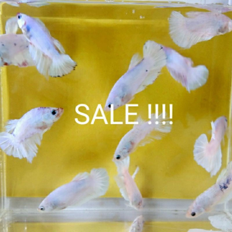 

CUPANG WHITE SCALE SALE !!!