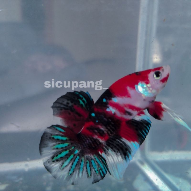 Ikan Cupang Koi Galaxy