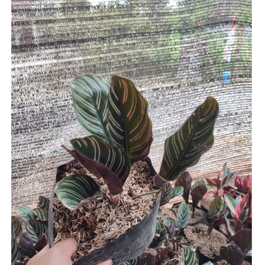 Bunga Calathea Kalatea Ornata Saderiana Cantik Murah Berkualitas