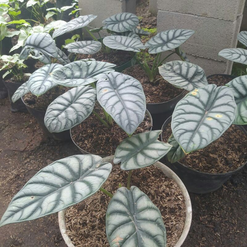 bunga keladi tengkorak Silver
