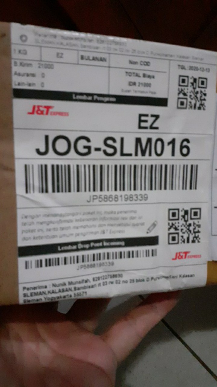 Bibit Anggur Import Bogema (grafting)