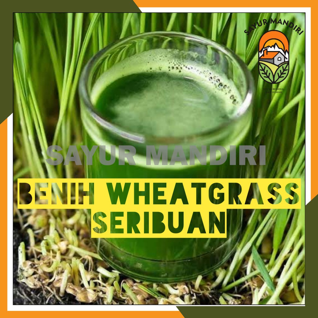 Benih Wheatgrass Seribuan