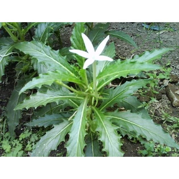 

Bibit Tanaman Daun Kitolod Mengobati Mata Minus, Plus Dan Katarak